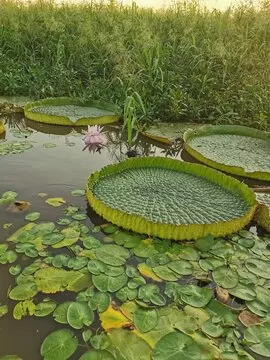 开奖历史数据突破百万条
